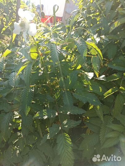 Тибетская малина саженцы