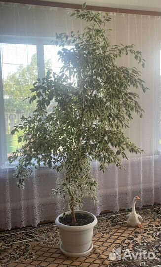 Фикус бенджамина