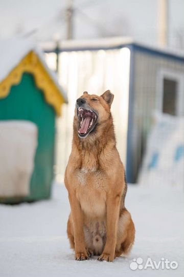 Красивый Рыжик для загородного дома