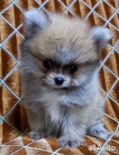 Щенки шпица