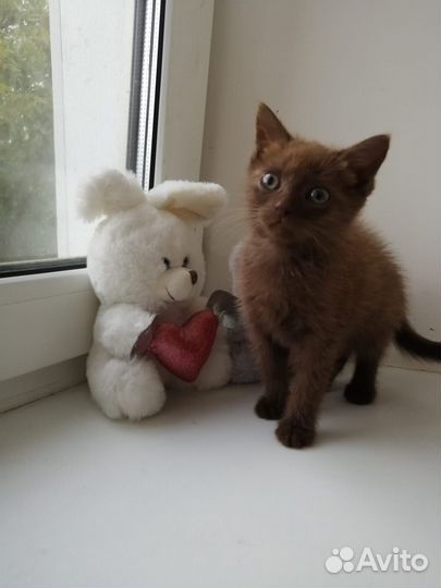 Котенок коричневый