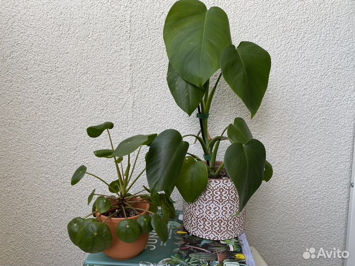 Пилея пеперомиевидная