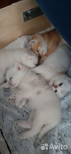 Шотландские котята шиншилла