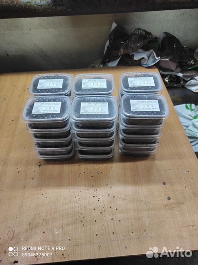 Червь дендробена