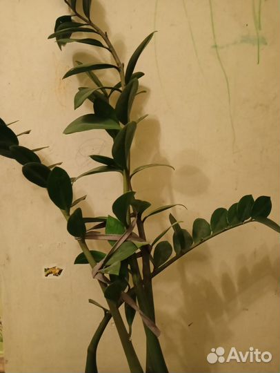 Замиокулькас