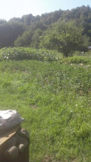 Участок 62 сот. (СНТ, ДНП)