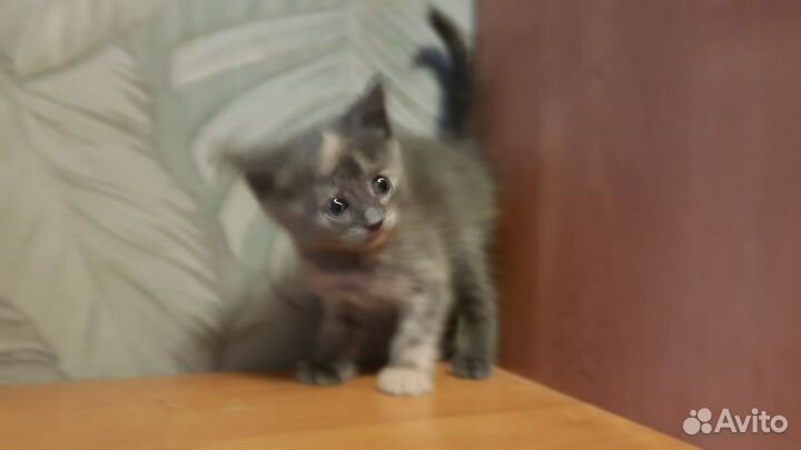 Кошки бесплатно