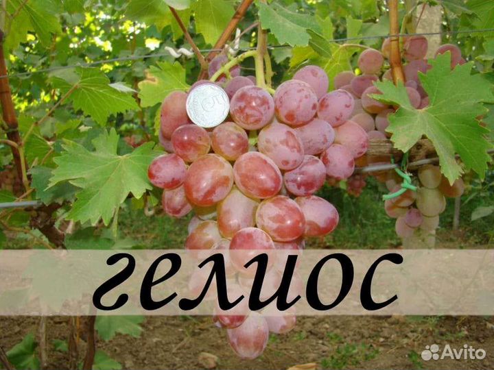 Саженцы винограда