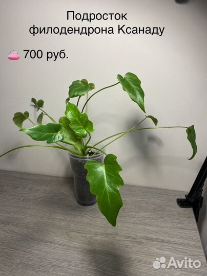 Цветочки - радость для души