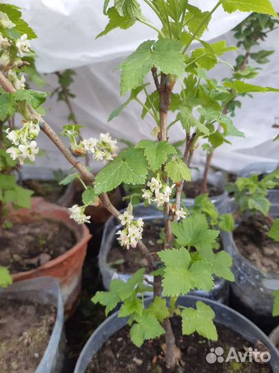 Черная смородина Добрыня, красная Сахарная