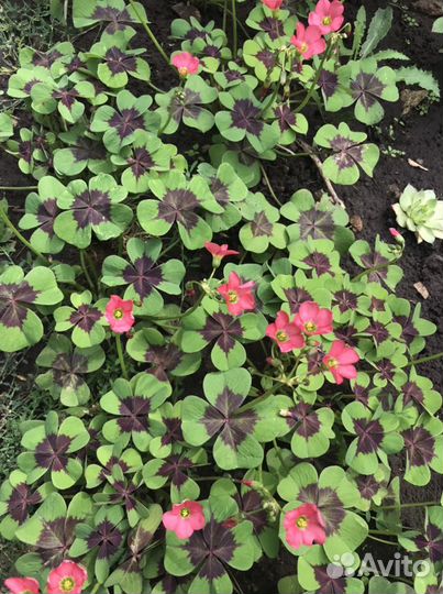 Комнатные растения: кислица(Оксалисы)