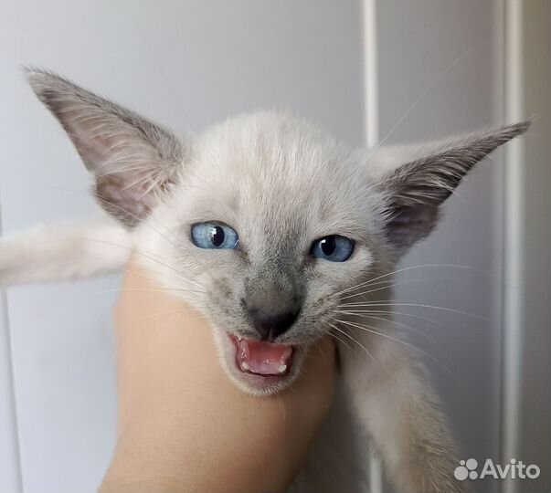 Петерболд Ориентальная