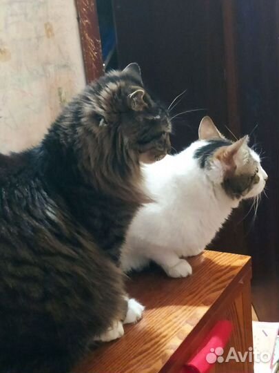 Шикарные коты