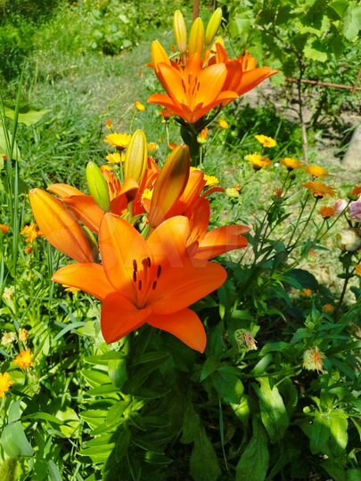 Дом 50 м² на участке 3 сот.