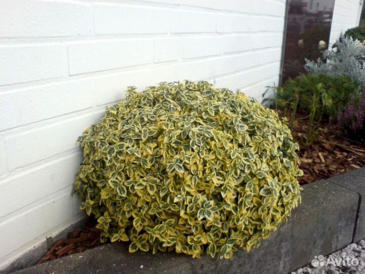 Бересклет Форчуна Эмеральд Голд