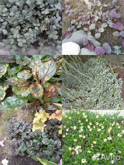 Альпийцы и почвопокровники