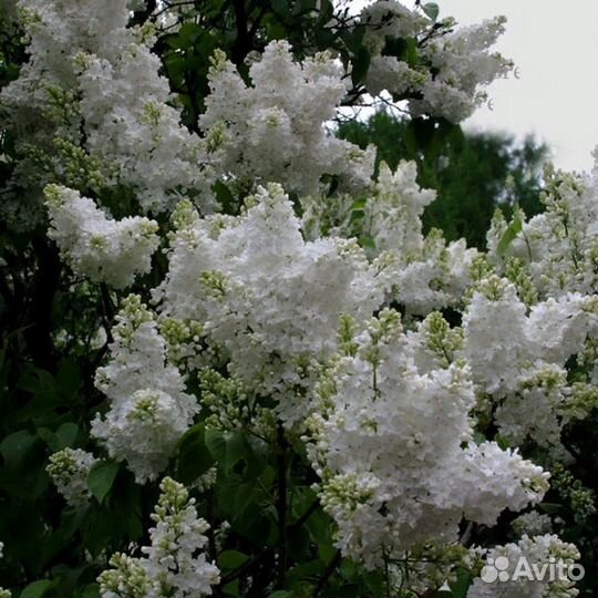 Сирень махровая,Сентябринки,Ромашка голубая,Хоста