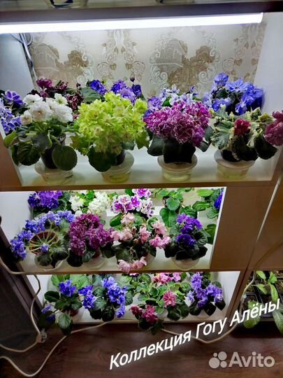 Сортовые фиалки