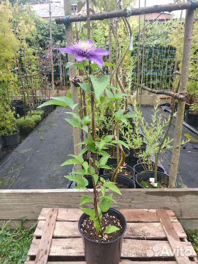 Клематис Multi Blue