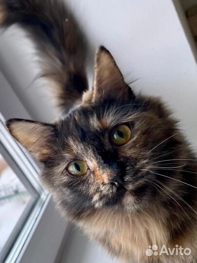 Отдам бесплатно