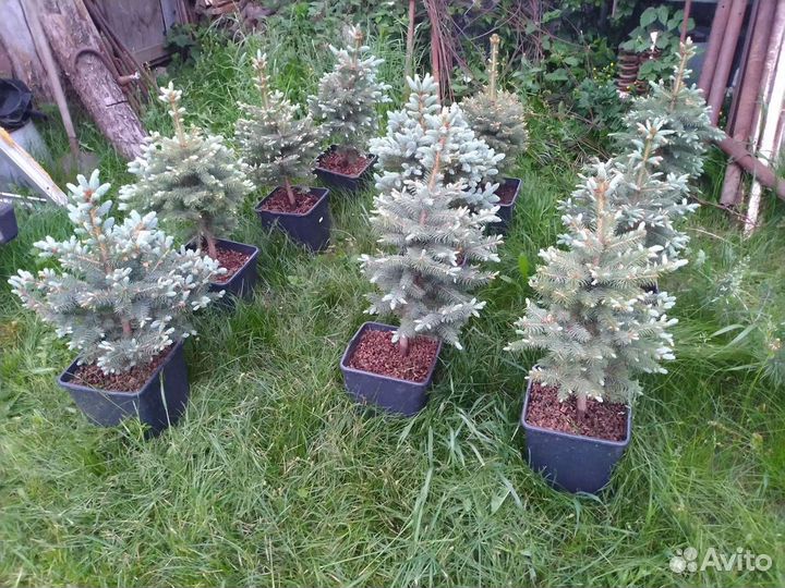 Ель голубая