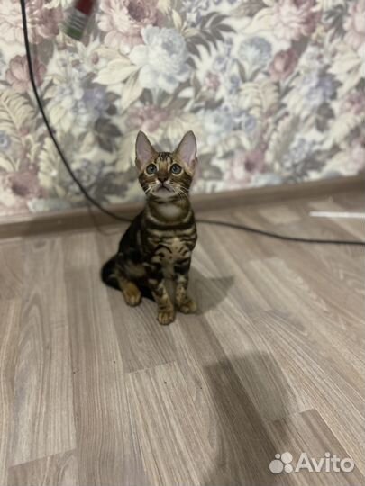 Бенгальская кошка