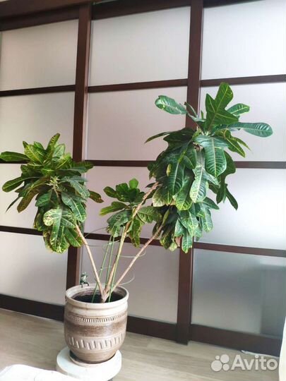 Кротон 1,35 метра многолетний