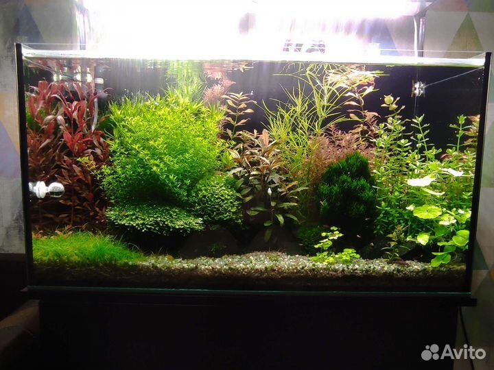 Аквариумные растения