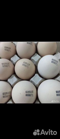 Инкубационное яйцо бройлера, несушки,индейки, утки