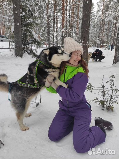 Догситтер / Передержка собак в Мурино