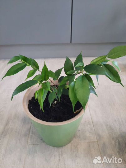Фикус бенджамина
