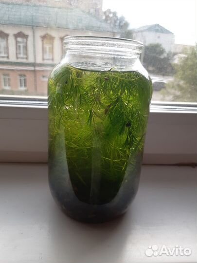 Отдам водоросли с улитками