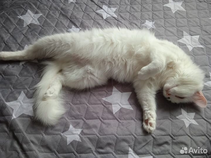 Кошка турецкая ангора