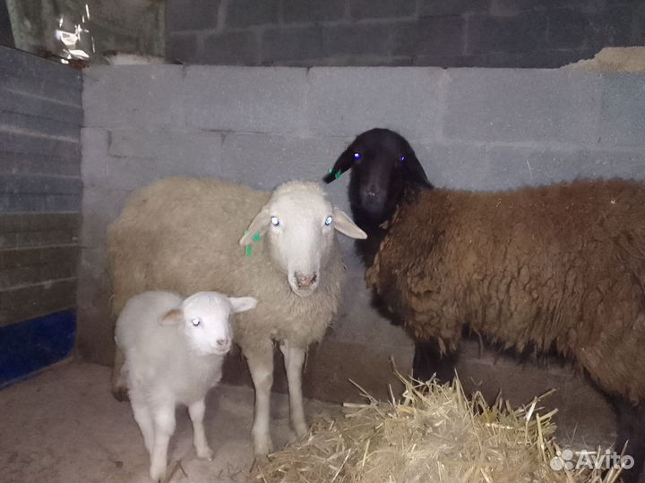 Овцы ярки