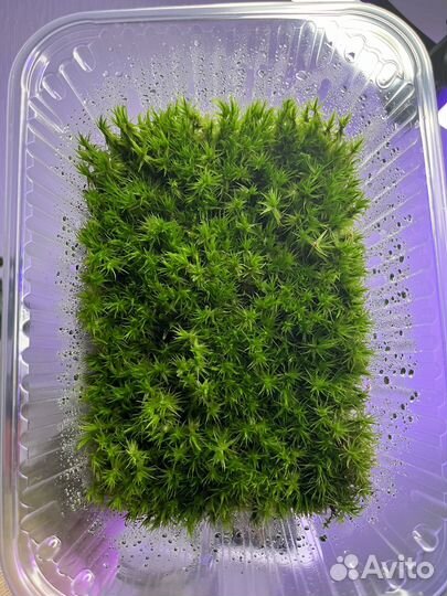 Мох лесной живой