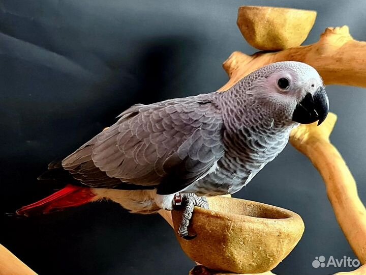 Птенцы попугая говорящего