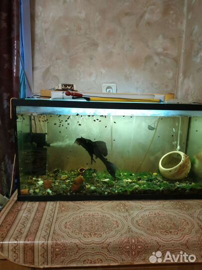 Аквариум