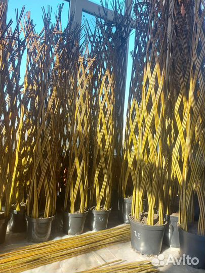 Плетеные деревья из ивы