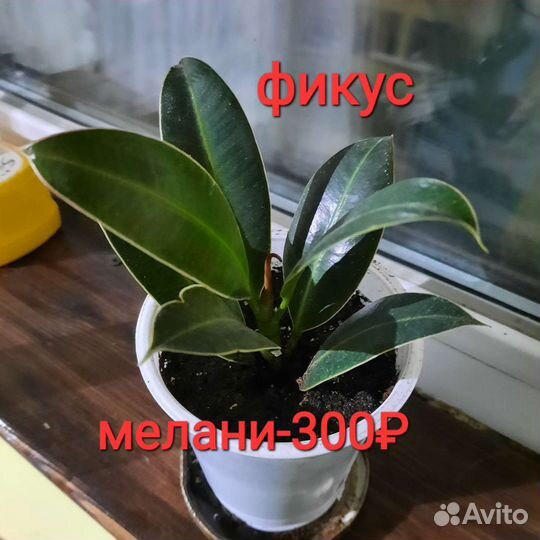 Фикус,сингониум, Сциндапсус