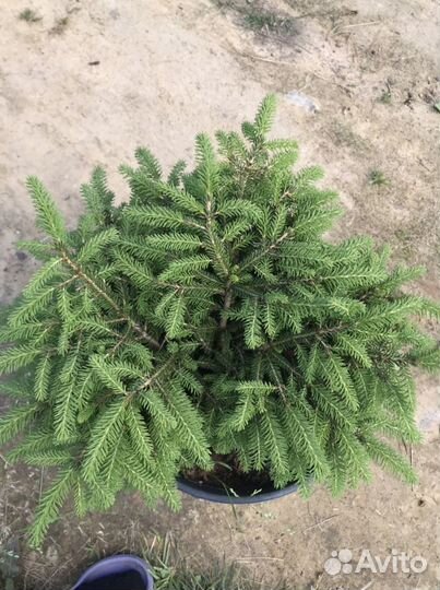 Ель нидиформис