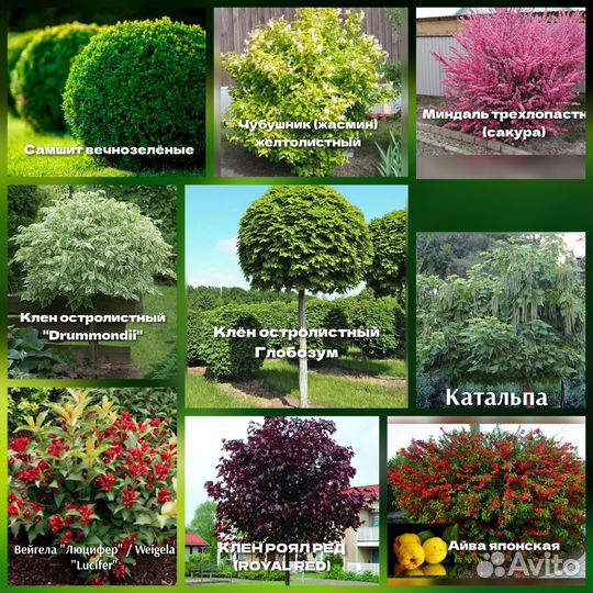 Декоративные кустарники