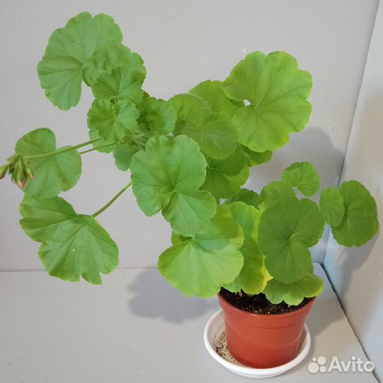Пеларгония герань комнатные цветы