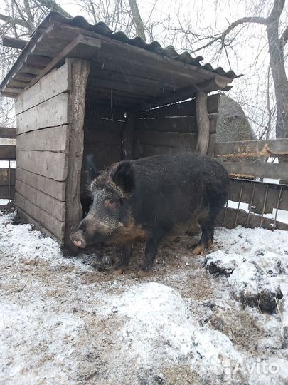 Свинья дикого кабана