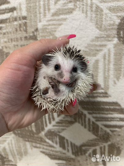 Африканские ёжики, ежи (питомник, малышей много)