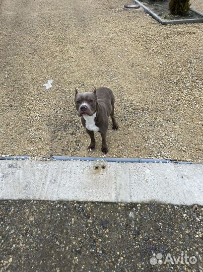 Питбуль вязка