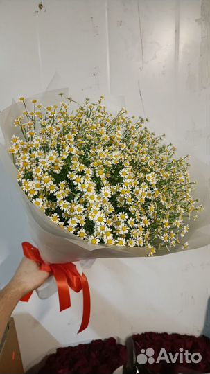 Ромашки мо Москва Доставка