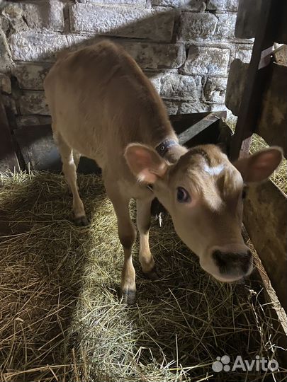 Телочка Джерси