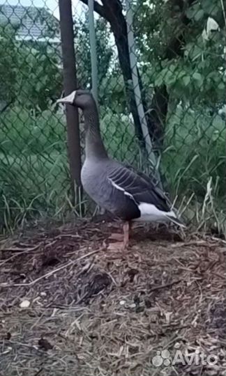 Гусь белолобый