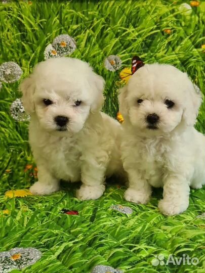 Щенки бишон фризе мальчики и девочка