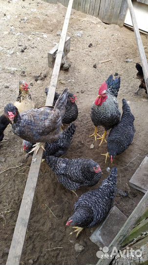 Домашние куриные яйца